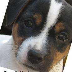 Jack russell terrier Russells Hustler