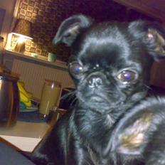 Griffon petit brabancon Chanel