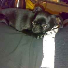 Griffon petit brabancon Chanel