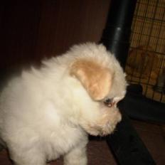 Bichon havanais Nephew