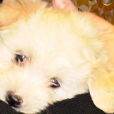 Bichon havanais Nephew