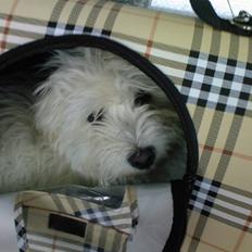 Bichon havanais Nephew