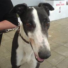 Greyhound Me Dog *2008*