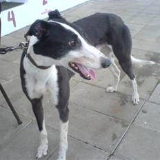 Greyhound Me Dog *2008*
