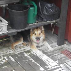 Islandsk fårehund zako