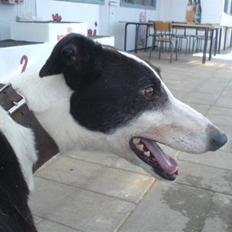 Greyhound Me Dog *2008*