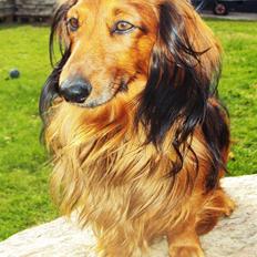 Dværggravhund Oskar