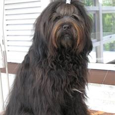 Tibetansk terrier Ruki