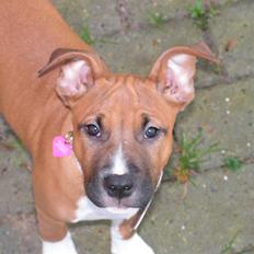 Amerikansk staffordshire terrier Mille