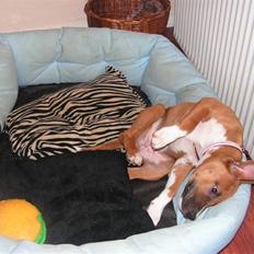 Amerikansk staffordshire terrier Mille