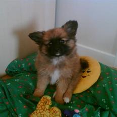 Blanding af racer Gizmo