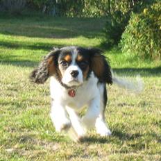 Cavalier king charles spaniel Dina