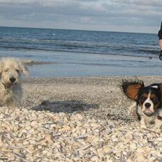 Cavalier king charles spaniel Dina
