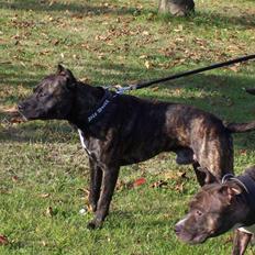 Amerikansk staffordshire terrier Sachi