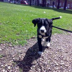 Blanding af racer Anton