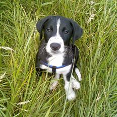 Blanding af racer Anton