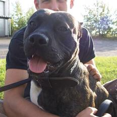 Amerikansk staffordshire terrier Sachi