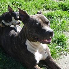 Amerikansk staffordshire terrier Gizmo