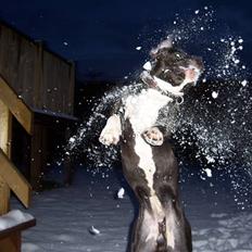 Amerikansk staffordshire terrier KoKo