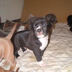 Amerikansk staffordshire terrier KoKo