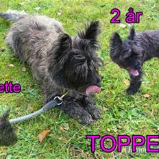 Cairn terrier Topper