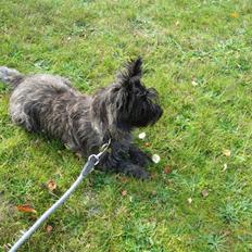 Cairn terrier Topper