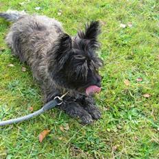 Cairn terrier Topper