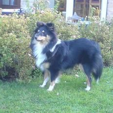 Shetland sheepdog Amy 