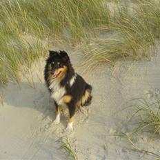 Shetland sheepdog Amy 