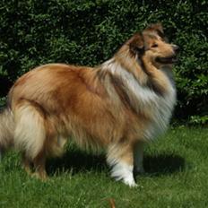 Collie langhåret Nicki     