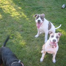 Amerikansk bulldog Samson