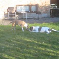 Amerikansk bulldog Samson