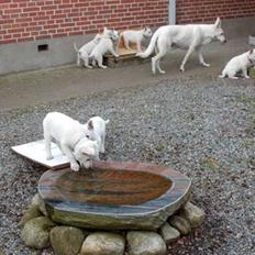 Hvid Schweizisk Hyrdehund Ny Hviddueholm's Enya