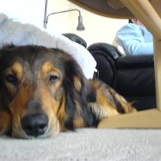 Blanding af racer Qato