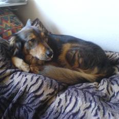 Blanding af racer Qato