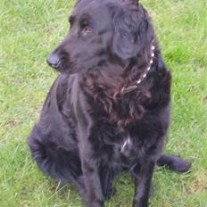 Blanding af racer Jackie *Død*