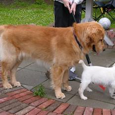 Labrador retriever Harrison *hos eksen*