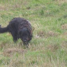 Blanding af racer Jackie *Død*