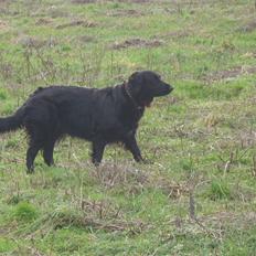 Blanding af racer Jackie *Død*