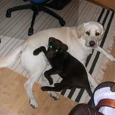 Labrador retriever Sally *RIP*