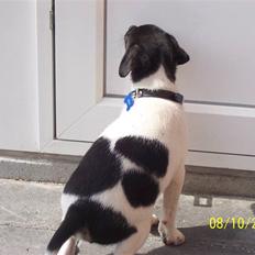 Dansk svensk gaardhund Nico (von diddo)