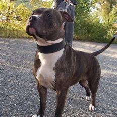 Amerikansk staffordshire terrier Gizmo