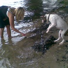 Amerikansk bulldog Bumle