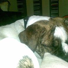 Amerikansk bulldog Bumle