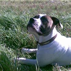 Amerikansk bulldog Bumle