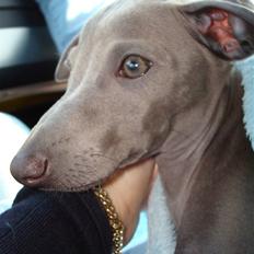 Italiensk mynde Fergie