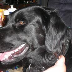 Blanding af racer yankie