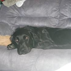 Blanding af racer yankie