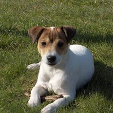 Parson russell terrier Jack