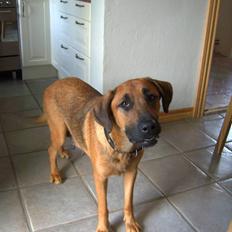 Blanding af racer CAYA Bønnelykke ¤ RIP ¤